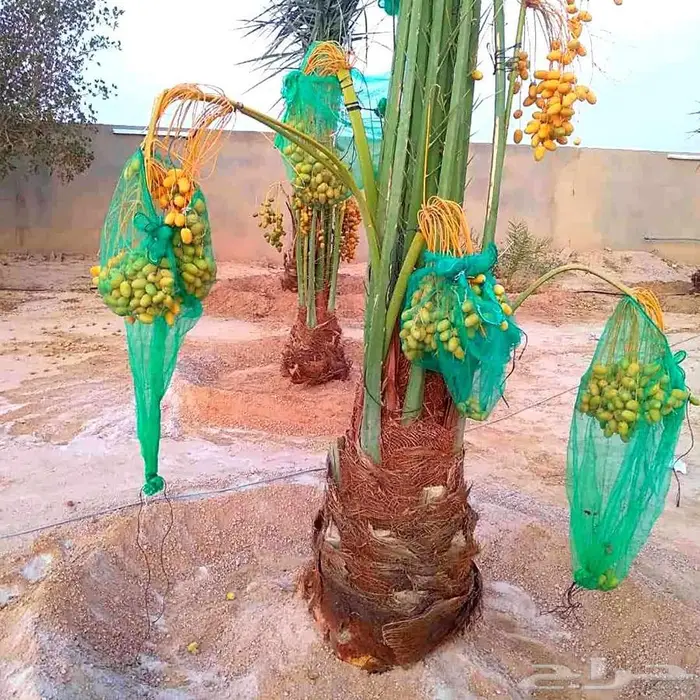 نخل مثمر سكري هلالي شيشي صقعي نخيل سري واشنطني خضري 0