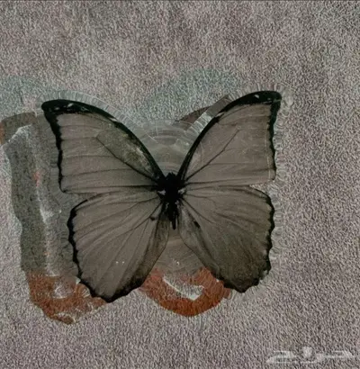 حامل جوال 0