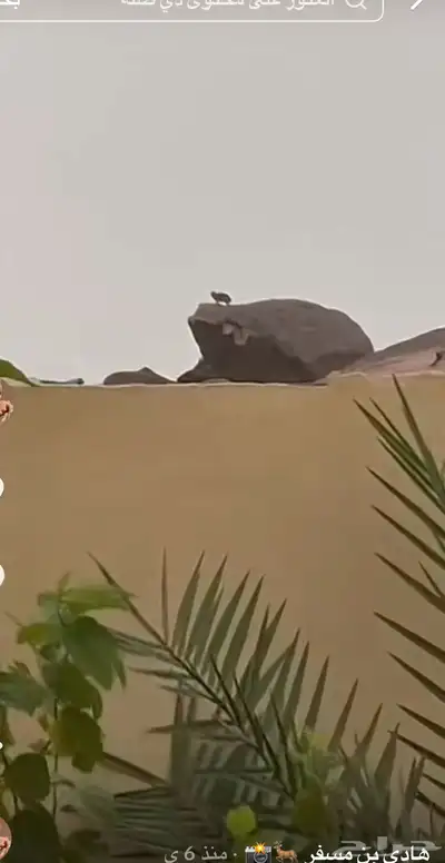 طيور و ب ر ا ن نجديه 0