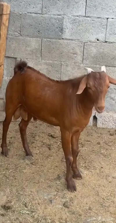 مشروع فحل ادهم كايف 2