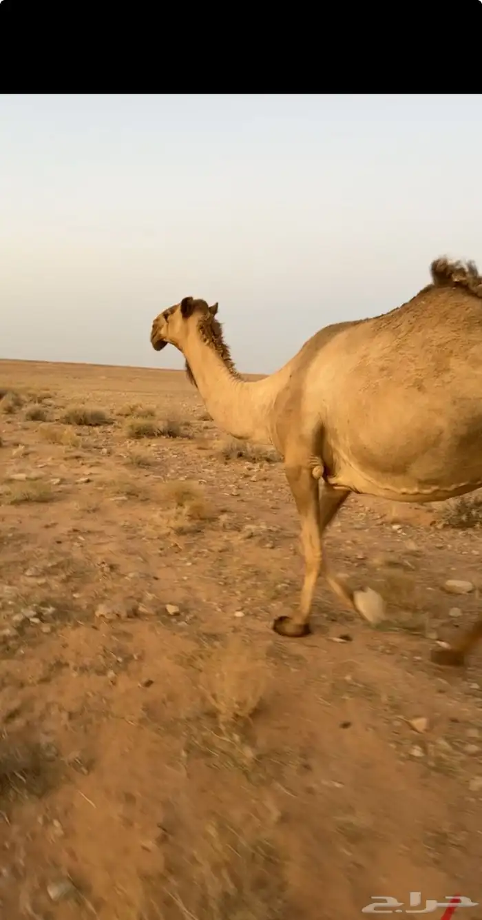 لقحه شعلا 0