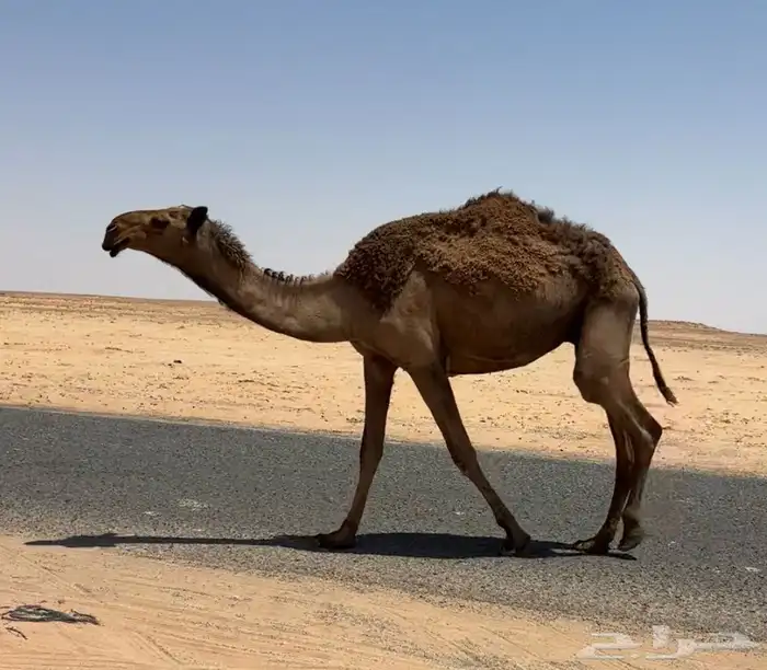 بكره صفرا ومعها بكره 1