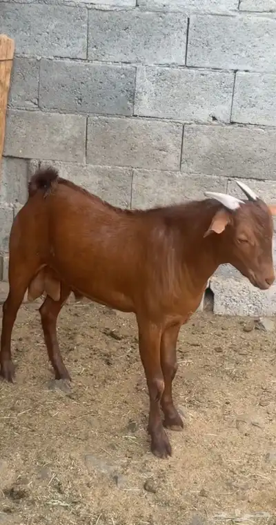 مشروع فحل ادهم كايف 1