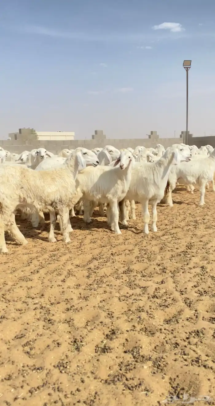 رخال حريات حرش خوات بعض مراح واحد 130 راس( تم البيع ) 17