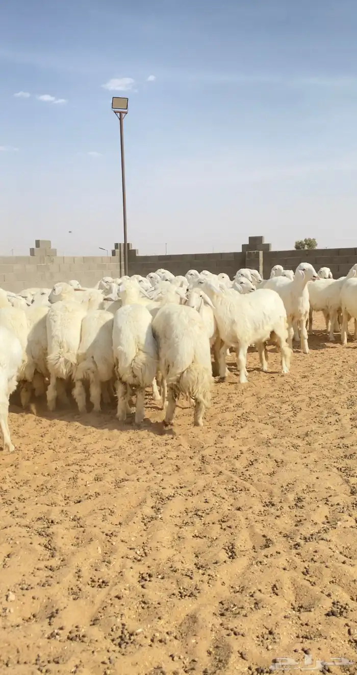 رخال حريات حرش خوات بعض مراح واحد 130 راس( تم البيع ) 4
