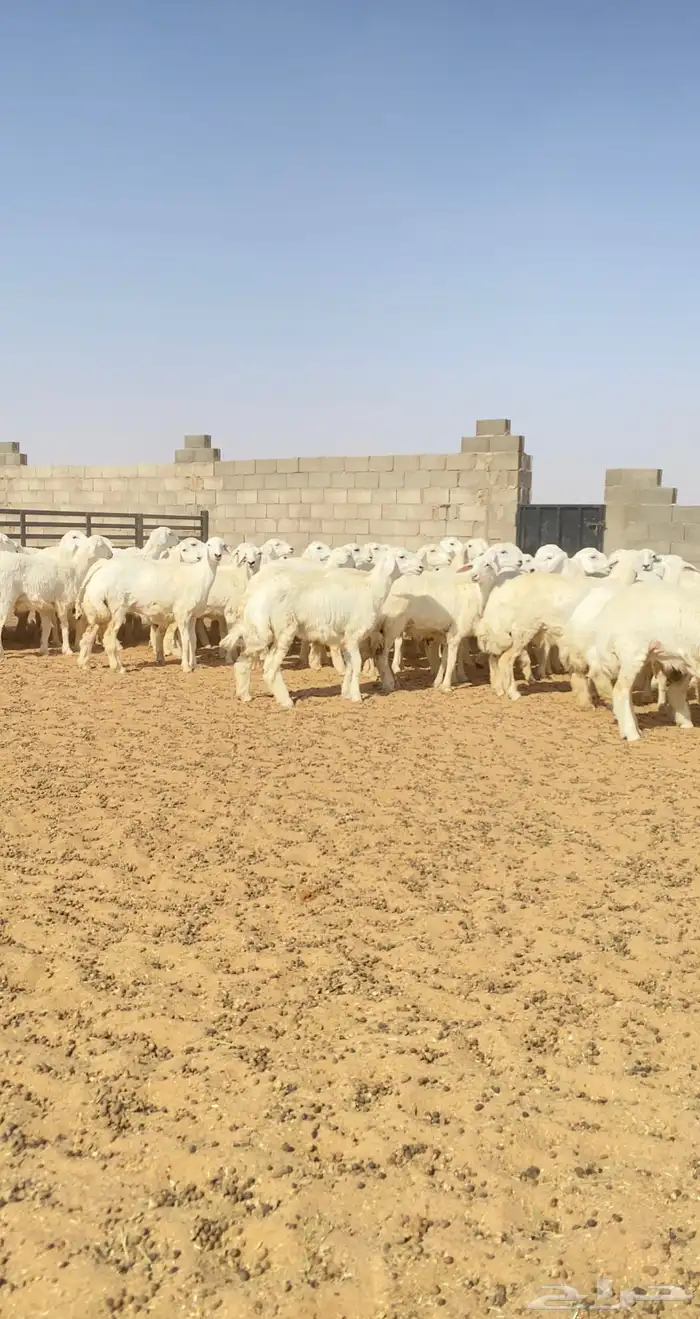رخال حريات حرش خوات بعض مراح واحد 130 راس( تم البيع ) 8
