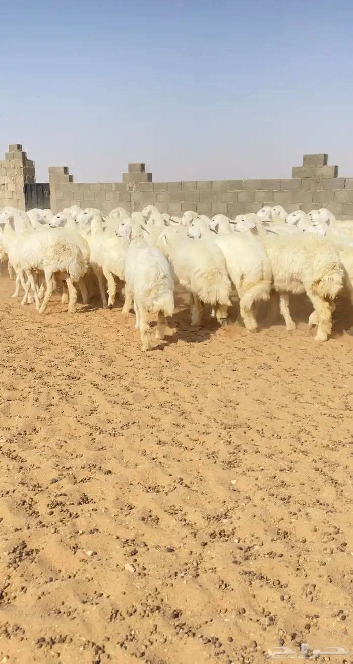 رخال حريات حرش خوات بعض مراح واحد 130 راس( تم البيع ) 5