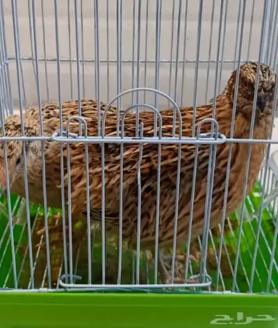 طيور سمان مع القفص 0