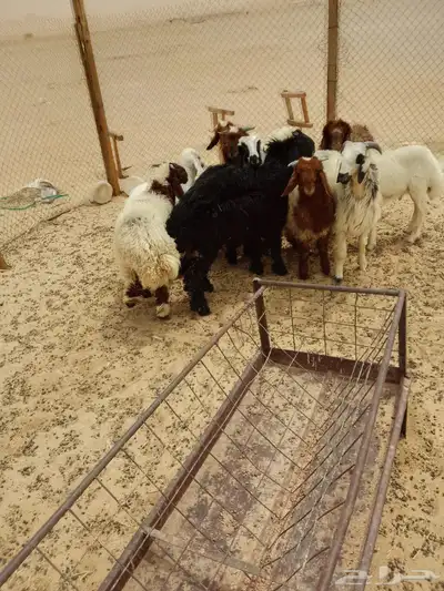 خرفان 0