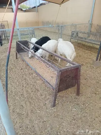 للبيع طليان ذبايح 0