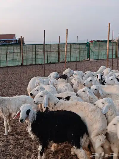 تيوس حريات عوارض طليان 3