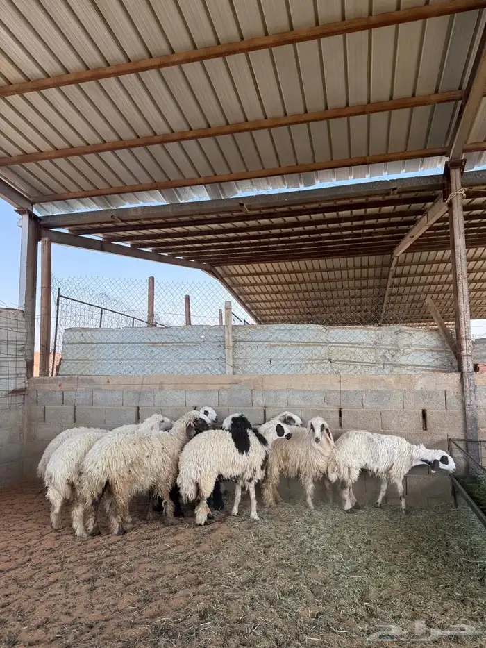 رخال للبيع 5
