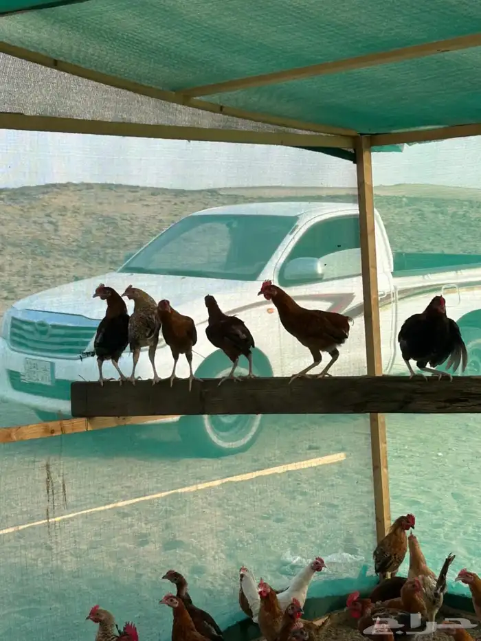 دجاج بلدي للبيع 3