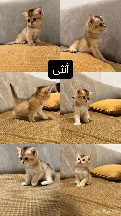 قطط كيتن سكوتش للبيع 3