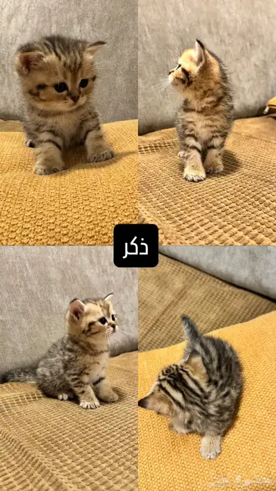 قطط كيتن سكوتش للبيع 2