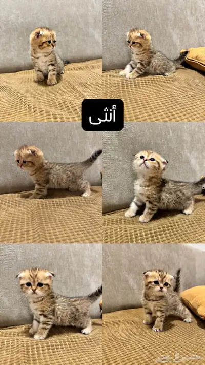 قطط كيتن سكوتش للبيع 0