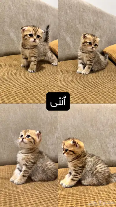 قطط كيتن سكوتش للبيع 1