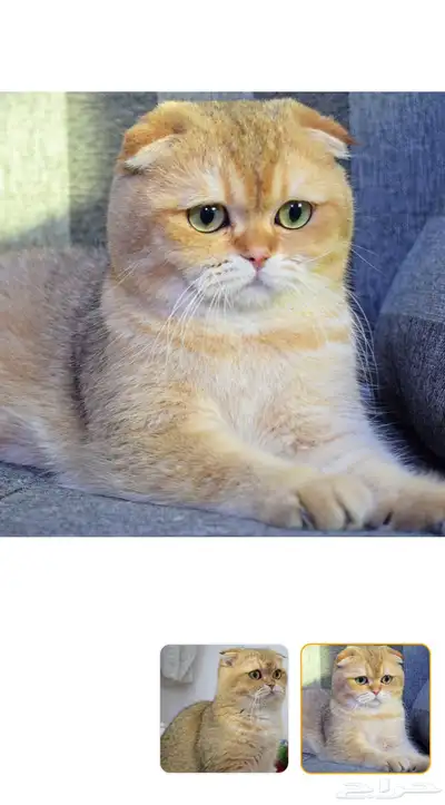 قطط كيتن سكوتش للبيع 5