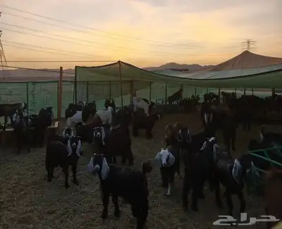 تيوس وحريات وعوارض سمان 4