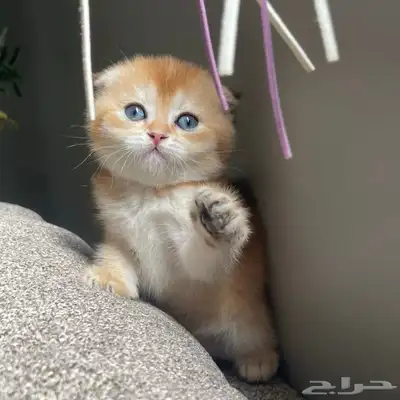 كيتن ذكر سكوتش فولد ny12 للبيع 0