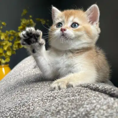 كيتن انثى سكوتش ستريت للبيع 1