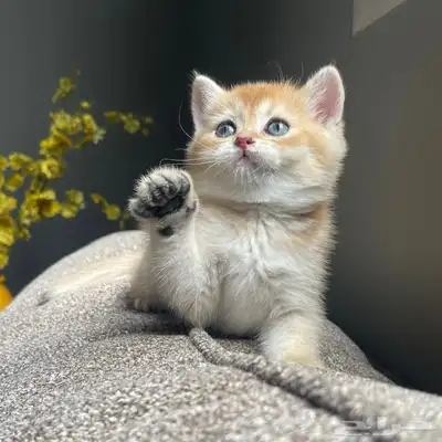 كيتن انثى سكوتش ستريت للبيع 0
