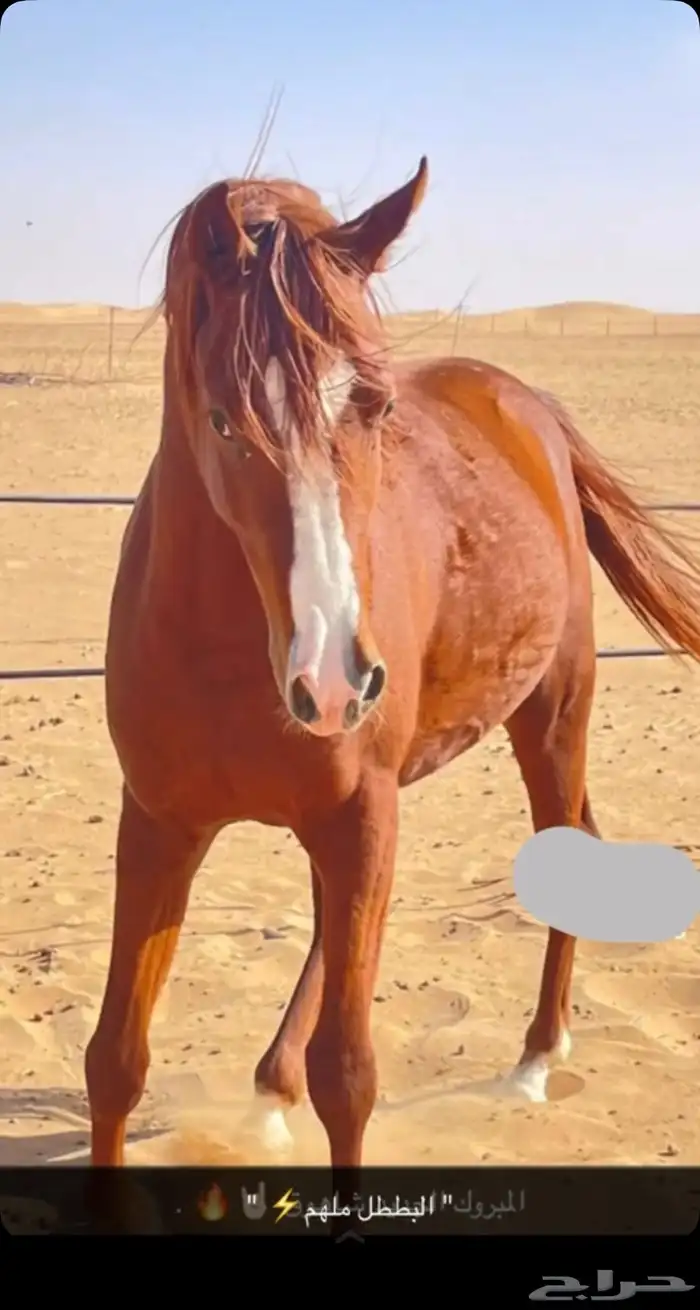 حصان شعبي 7