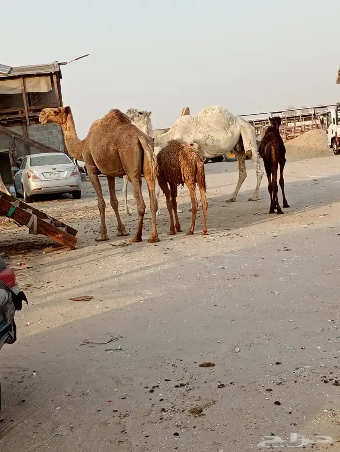عشاير للبيع وضروبه 5