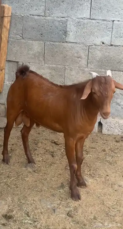 مشروع فحل ادهم كايف 0