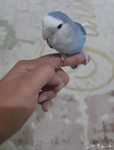 ذكر روز 0