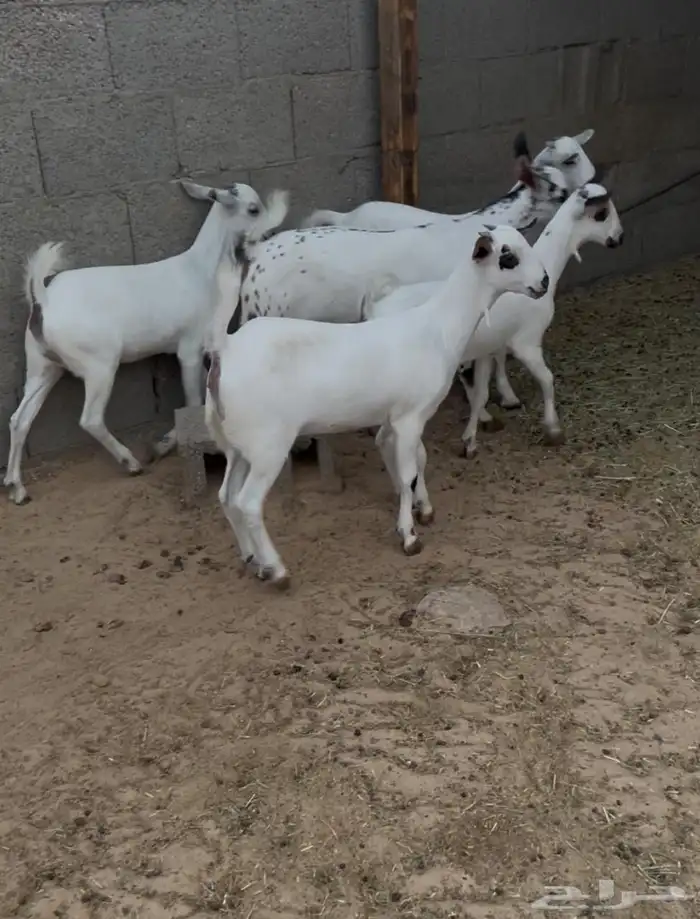 معزاء جفار بيشيات كحل 9
