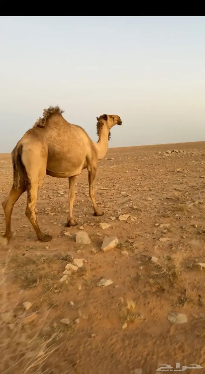 لقحه شعلا 1
