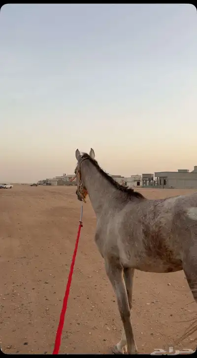 حصان شعبي للبيع 4