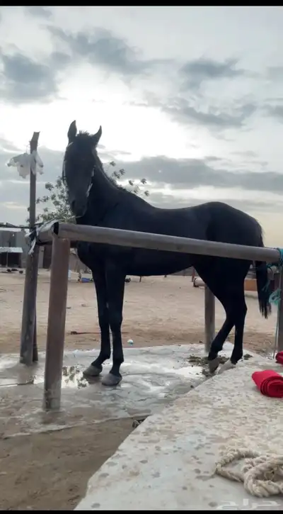 خيل سبوق 3