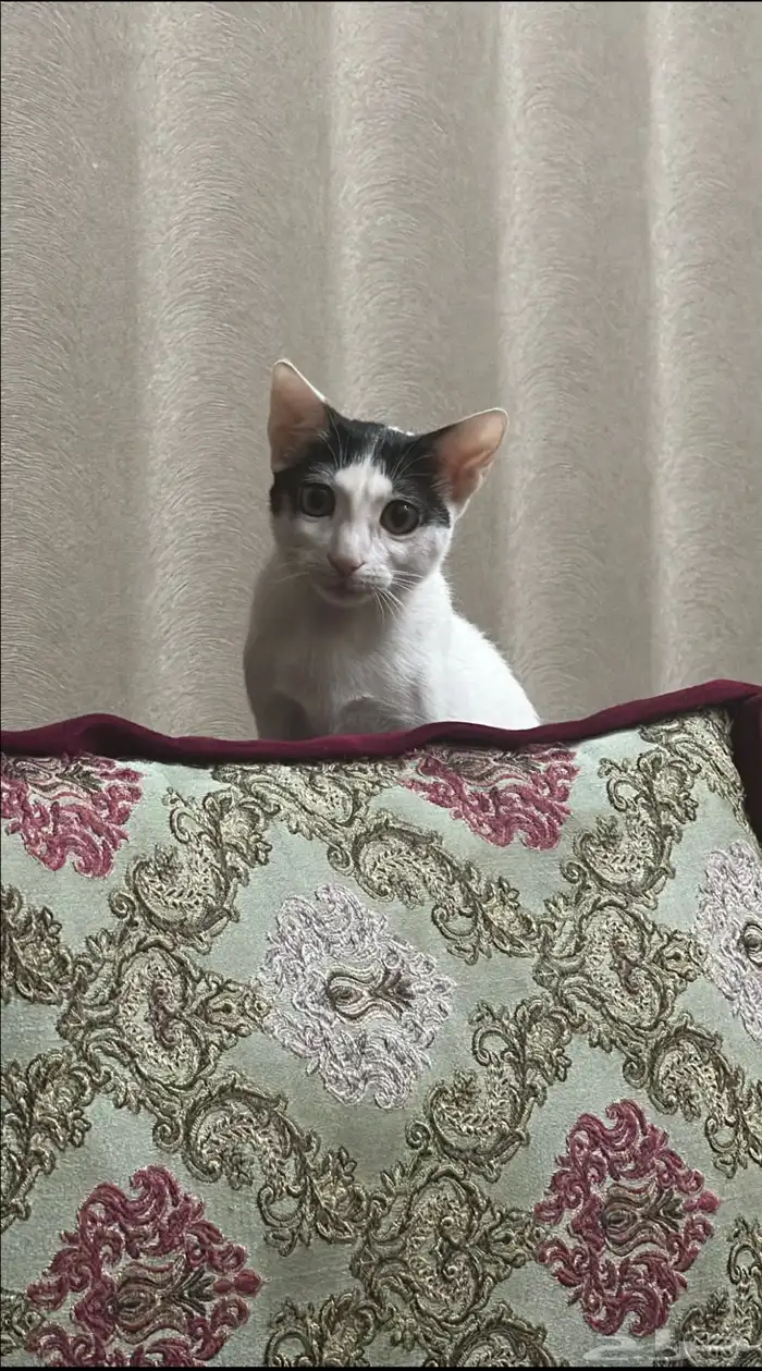 قط للتبني 1