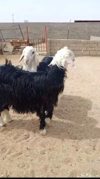 طليان جذعان جبرة مغلقة شحم 0