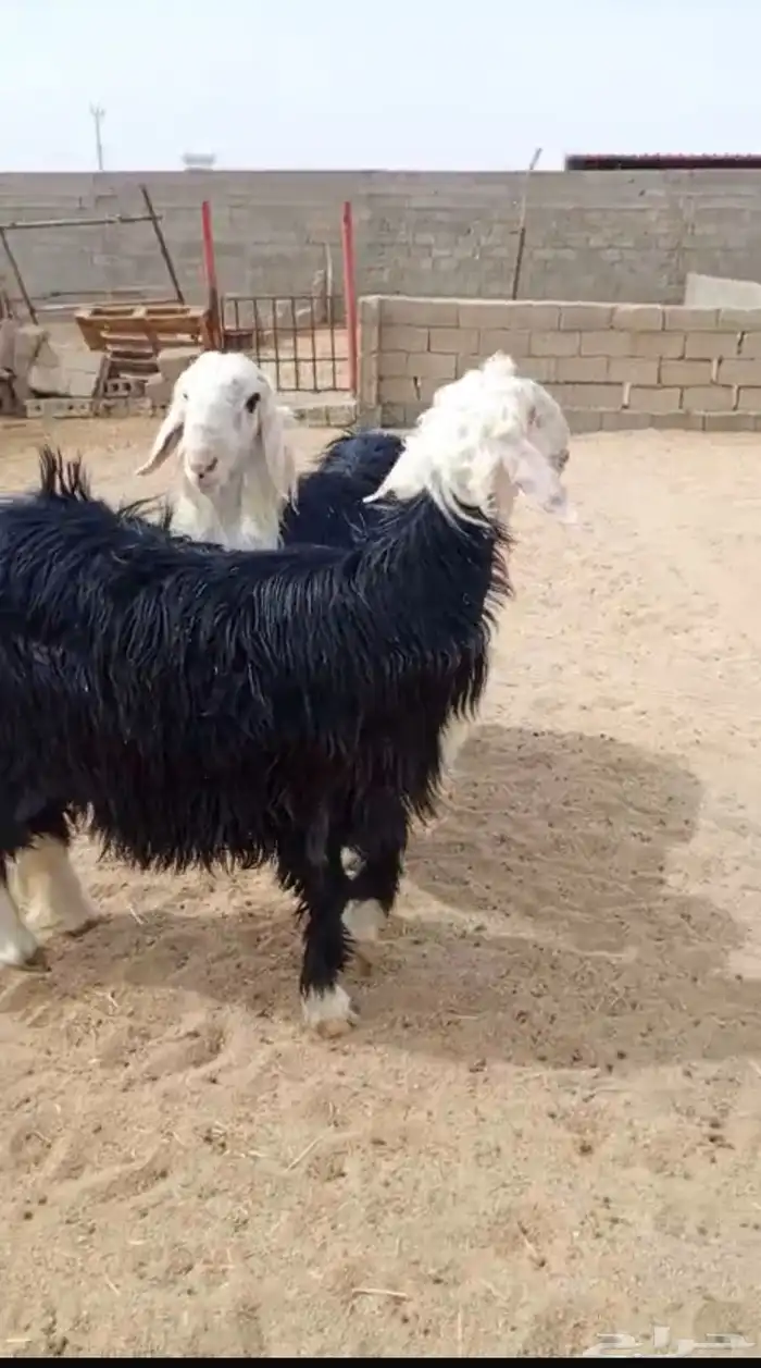 طليان جذعان جبرة مغلقة شحم 0