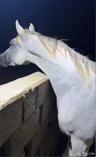 حصان شعبي 0