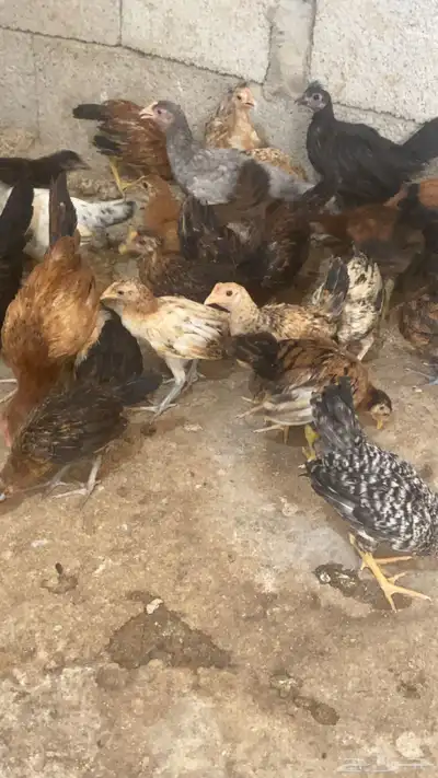 دجاج بلدي 6