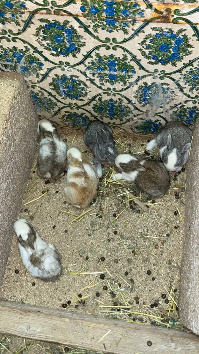 ارأنب 4