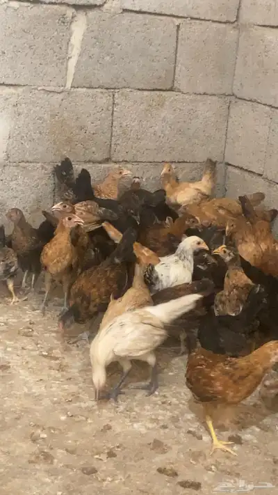 دجاج بلدي 11
