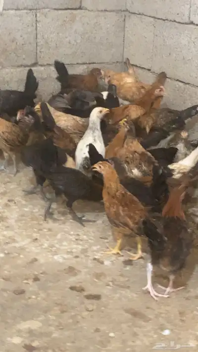 دجاج بلدي 10