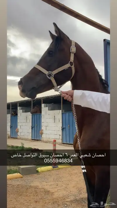 حصان شعبي شيييخ 0