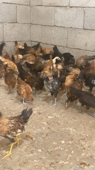 دجاج بلدي 7