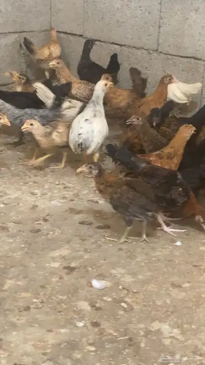 دجاج بلدي 9