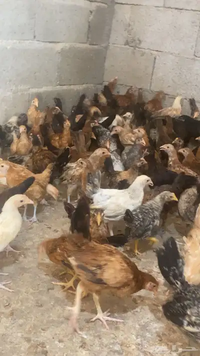 دجاج بلدي 4