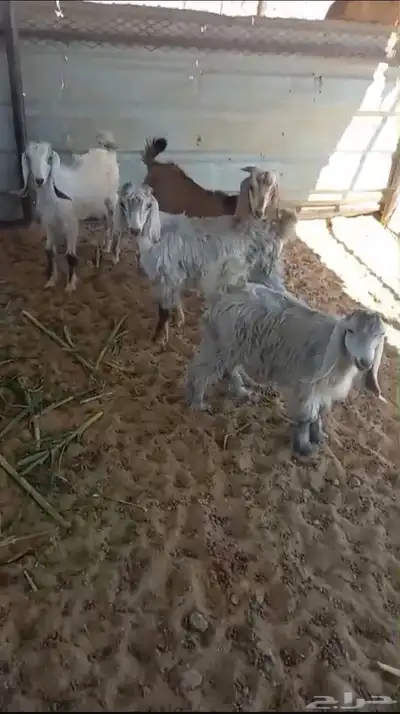 تيوس للبيع 0