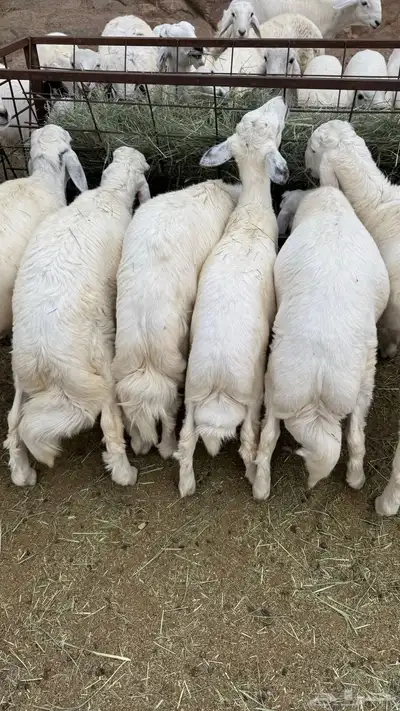 للبيع خرفان مناسبات 2