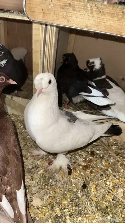 حمام زينه أنواع 4