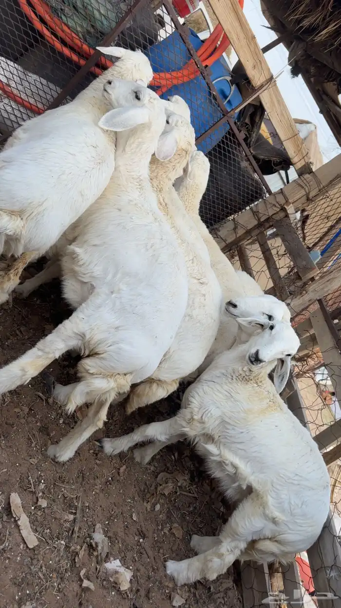 رخال مقاني طيبه وشحم 6 اشهر 3